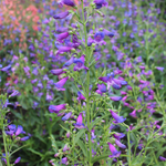 Penstemon barbatus 'Twizzle Blue'-Angelo