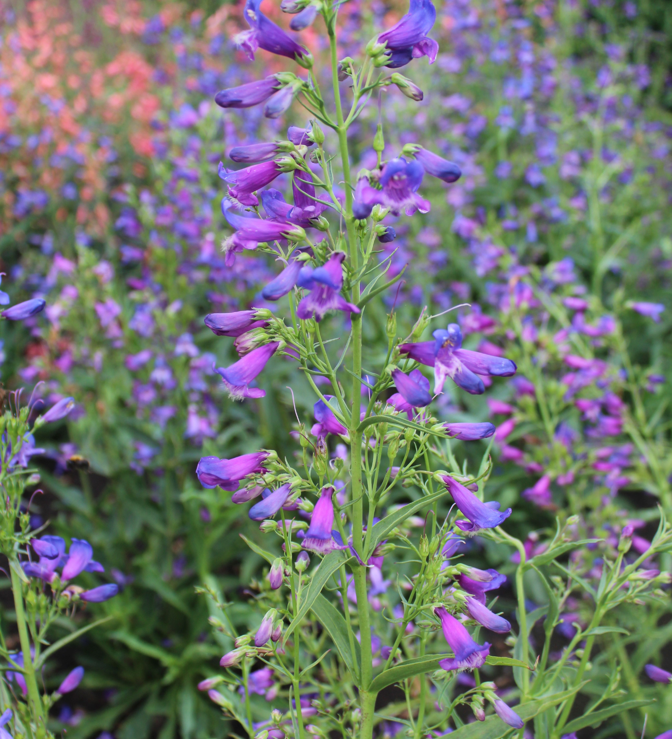 Penstemon barbatus 'Twizzle Blue'-Angelo