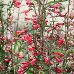 Penstemon barbatus 'Twizzle Coral'-Angelo