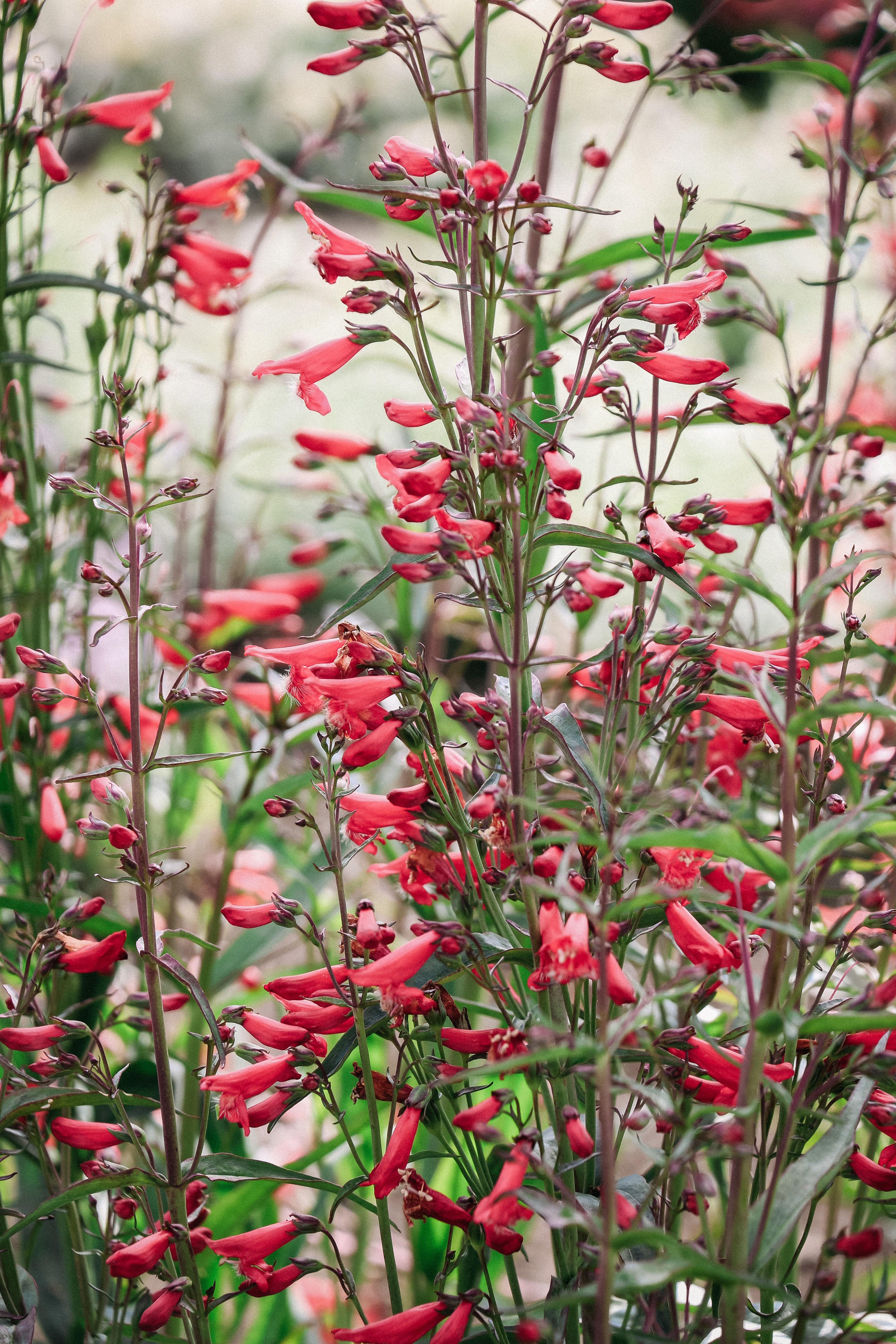Penstemon barbatus 'Twizzle Coral'-Angelo