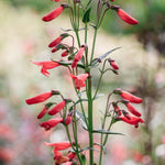 Penstemon barbatus 'Twizzle Coral'-Angelo
