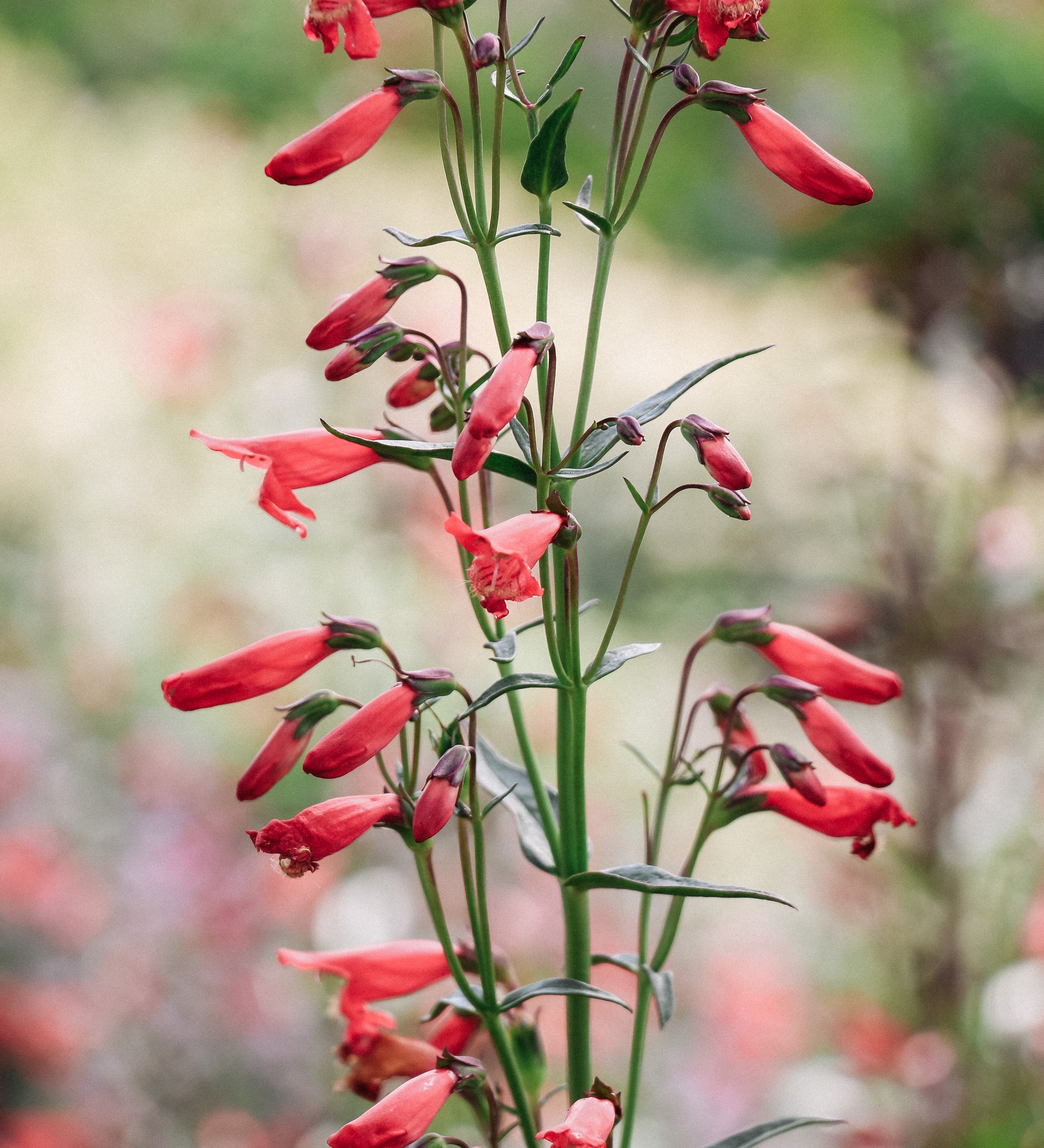 Penstemon barbatus 'Twizzle Coral'-Angelo