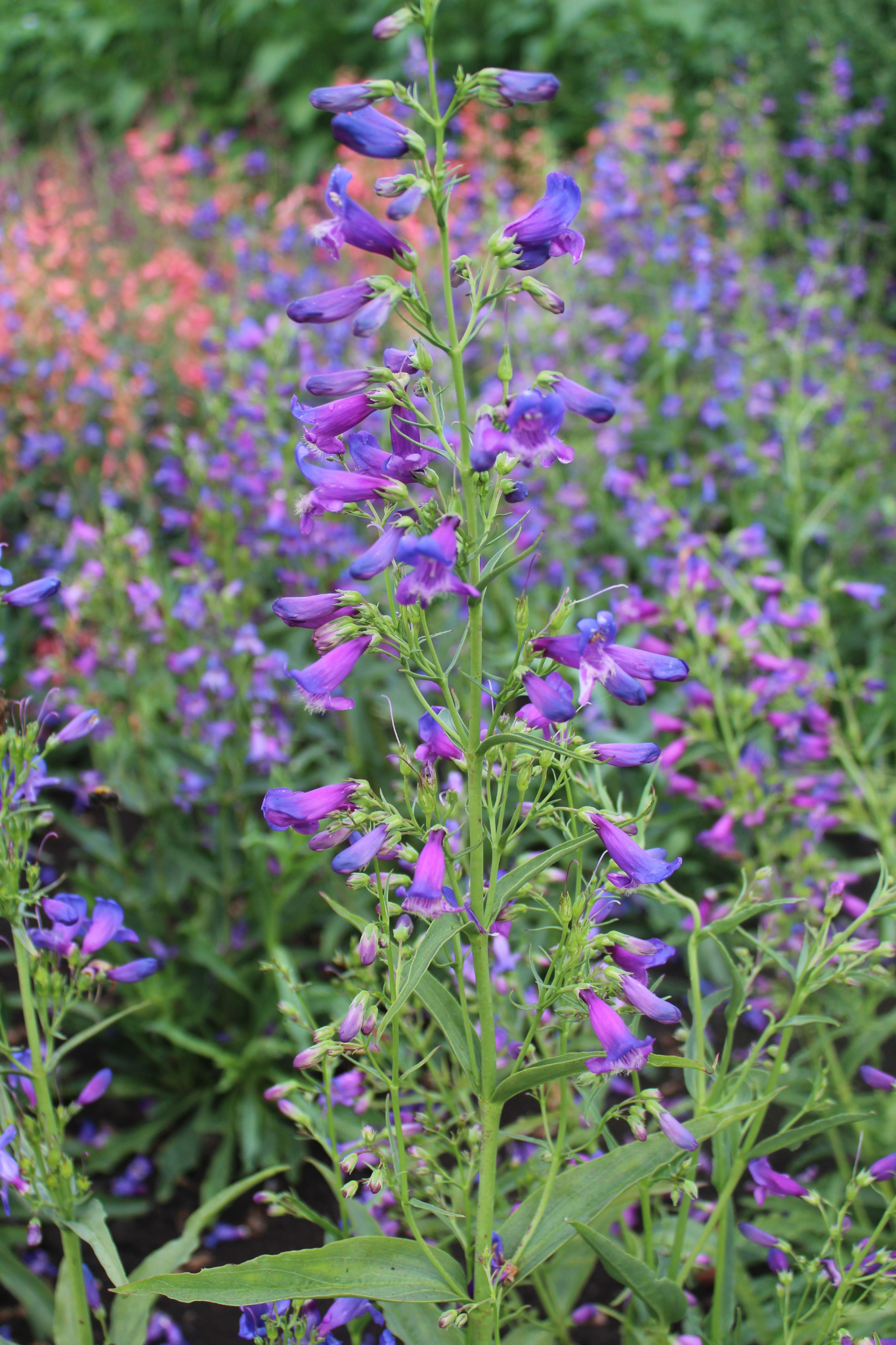 Penstemon barbatus &