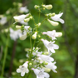 Penstemon hybride 'White Bedder'