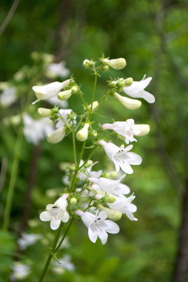 Penstemon hybride 'White Bedder'
