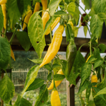 Chilipeper 'Gelbes Rüsselchen'-Angelo