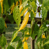 Chilipeper 'Gelbes Rüsselchen'-Angelo