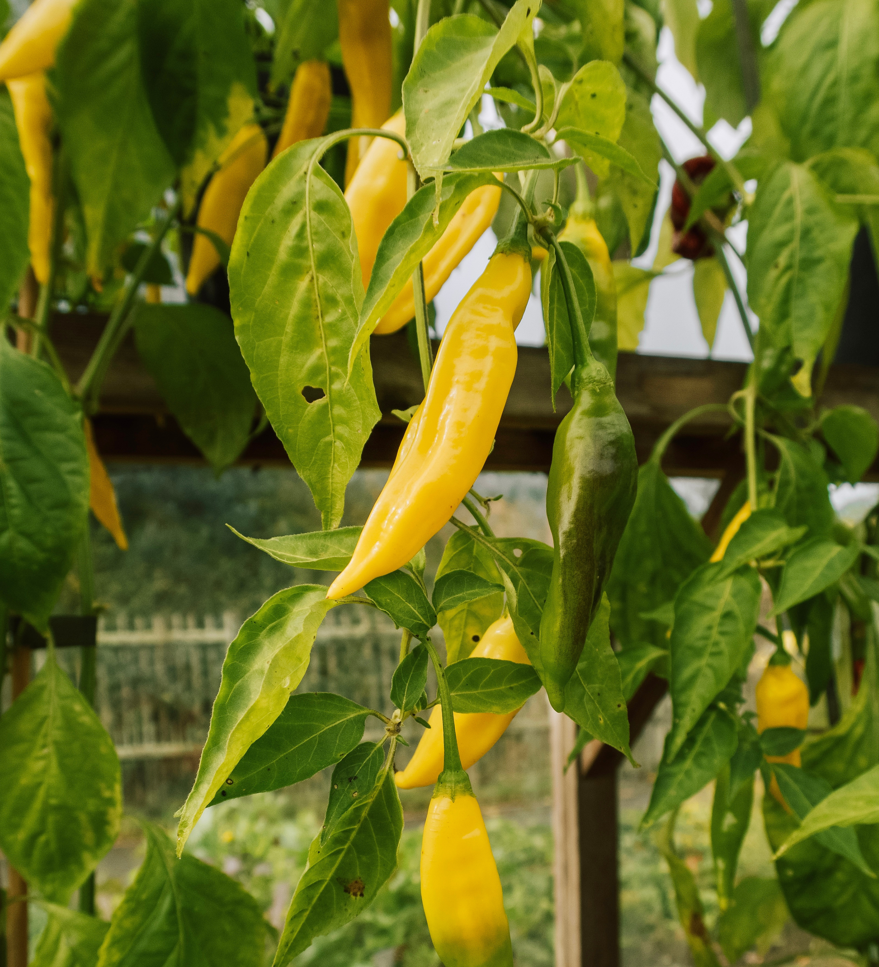 Chilipeper 'Gelbes Rüsselchen'-Angelo