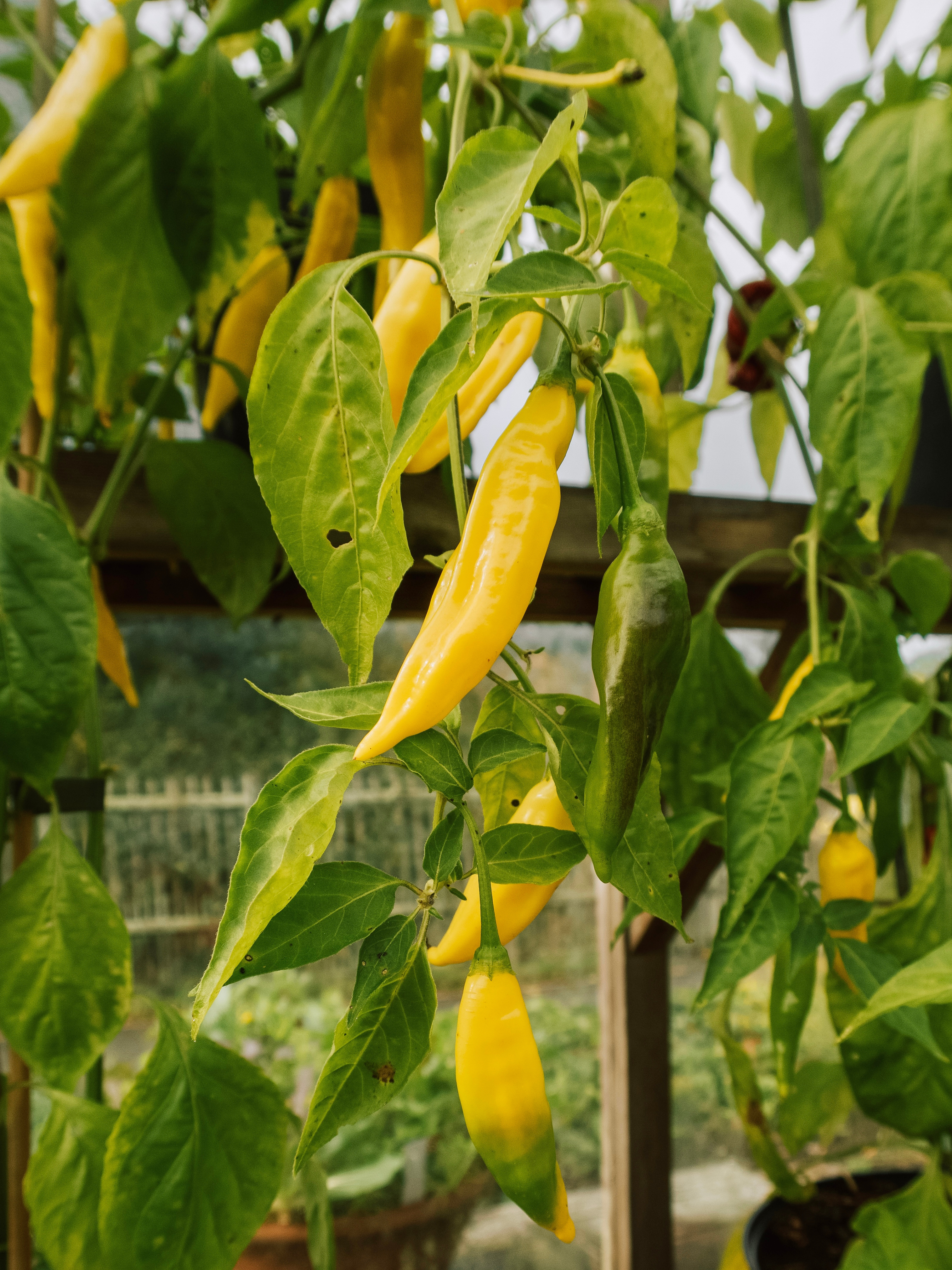 Chilipeper 'Gelbes Rüsselchen'-Angelo