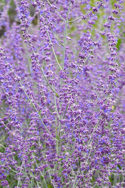 Perovskia atriplicifolia 'Little Spire'