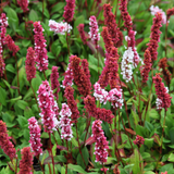 Persicaria affinis 'Donald Lowndes'