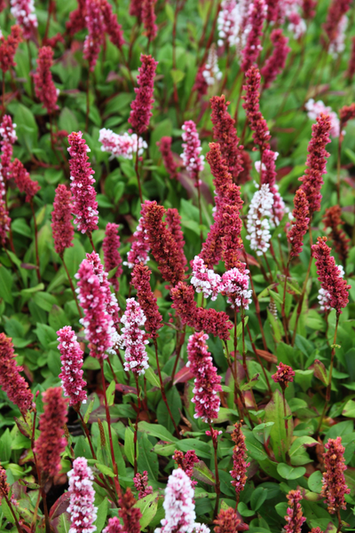 Persicaria affinis 'Donald Lowndes'