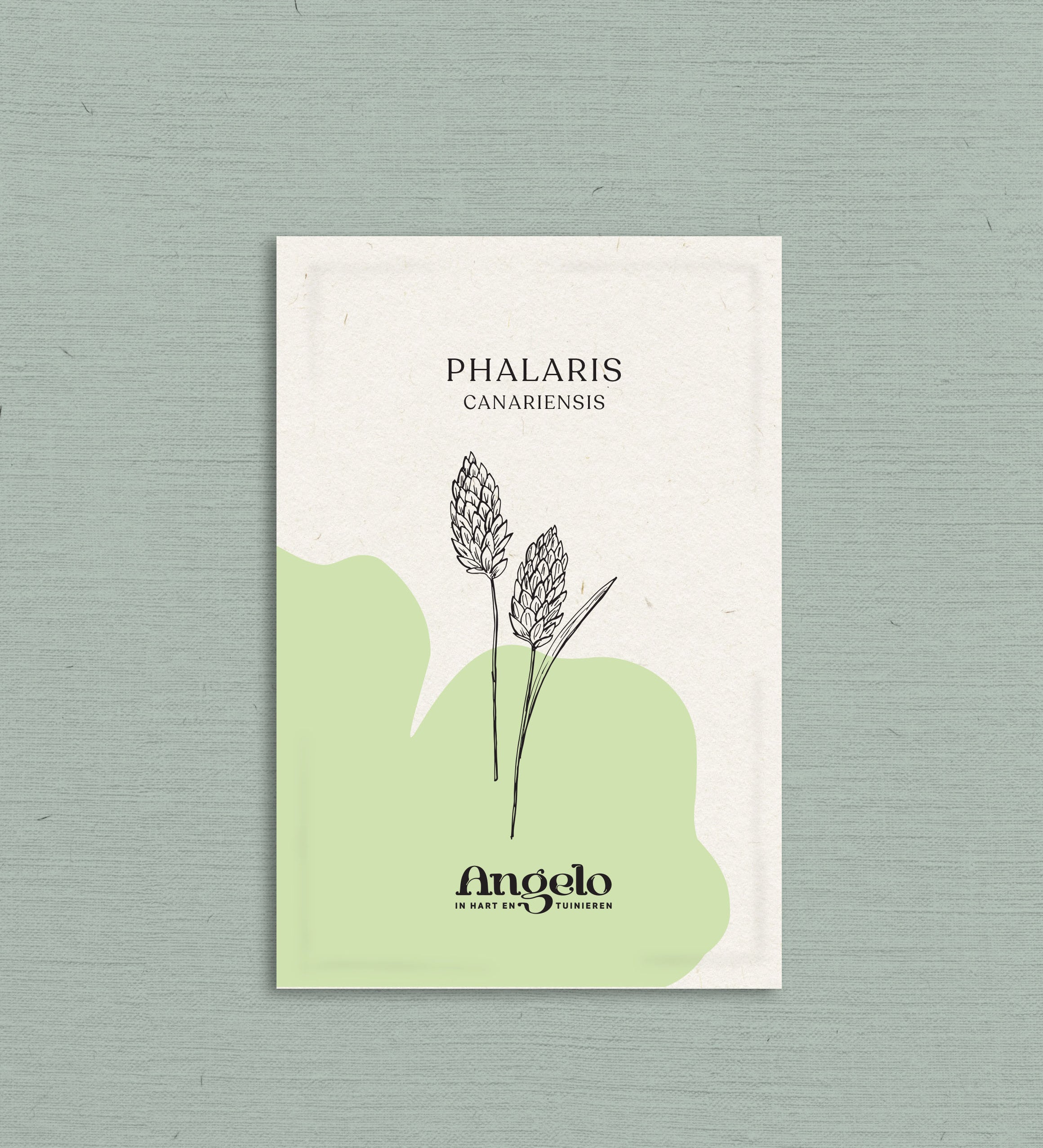 Phalaris canariensis-Angelo