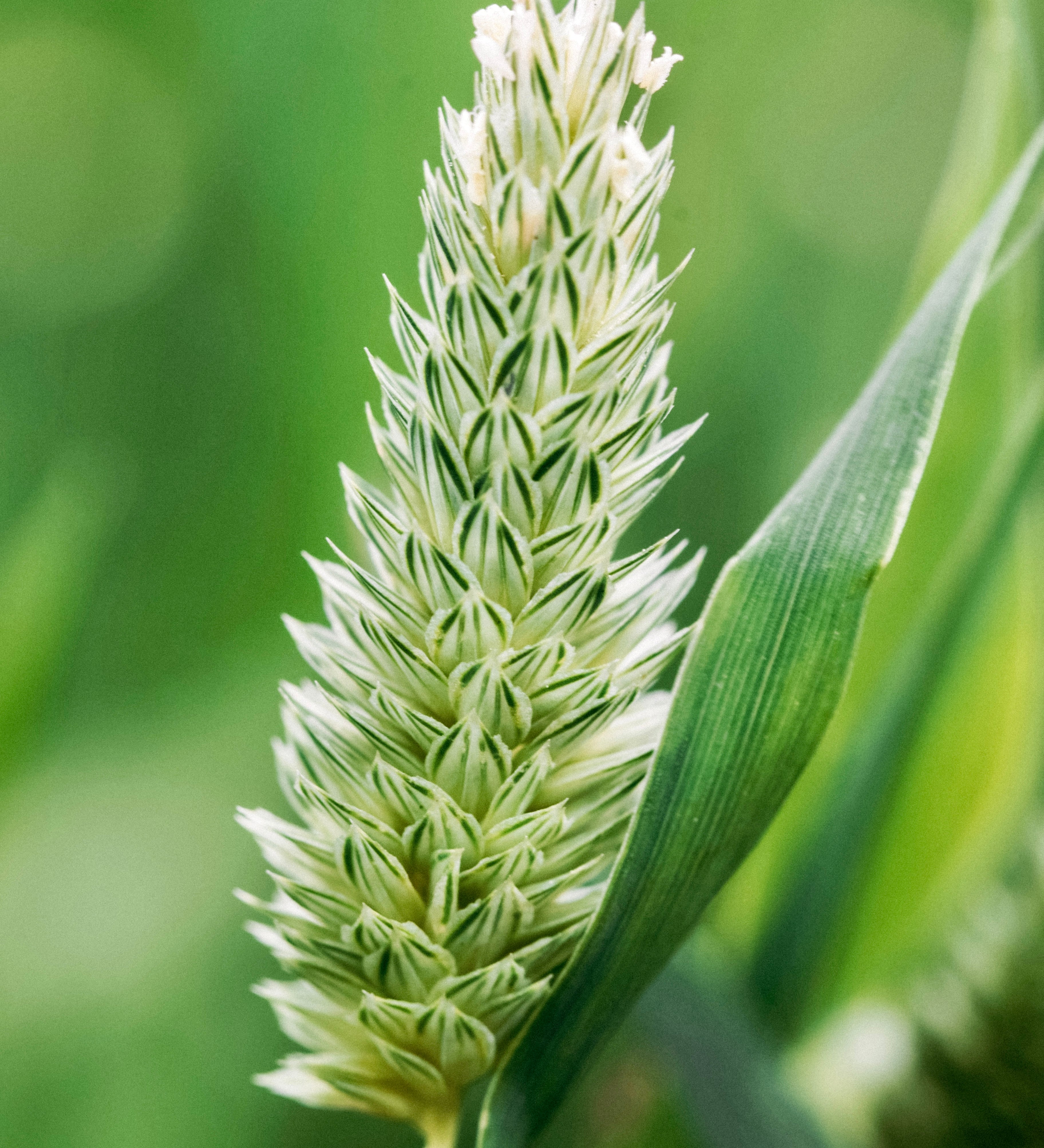 Phalaris canariensis-Angelo