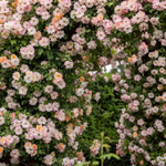 Klimroos 'Phyllis Bide'