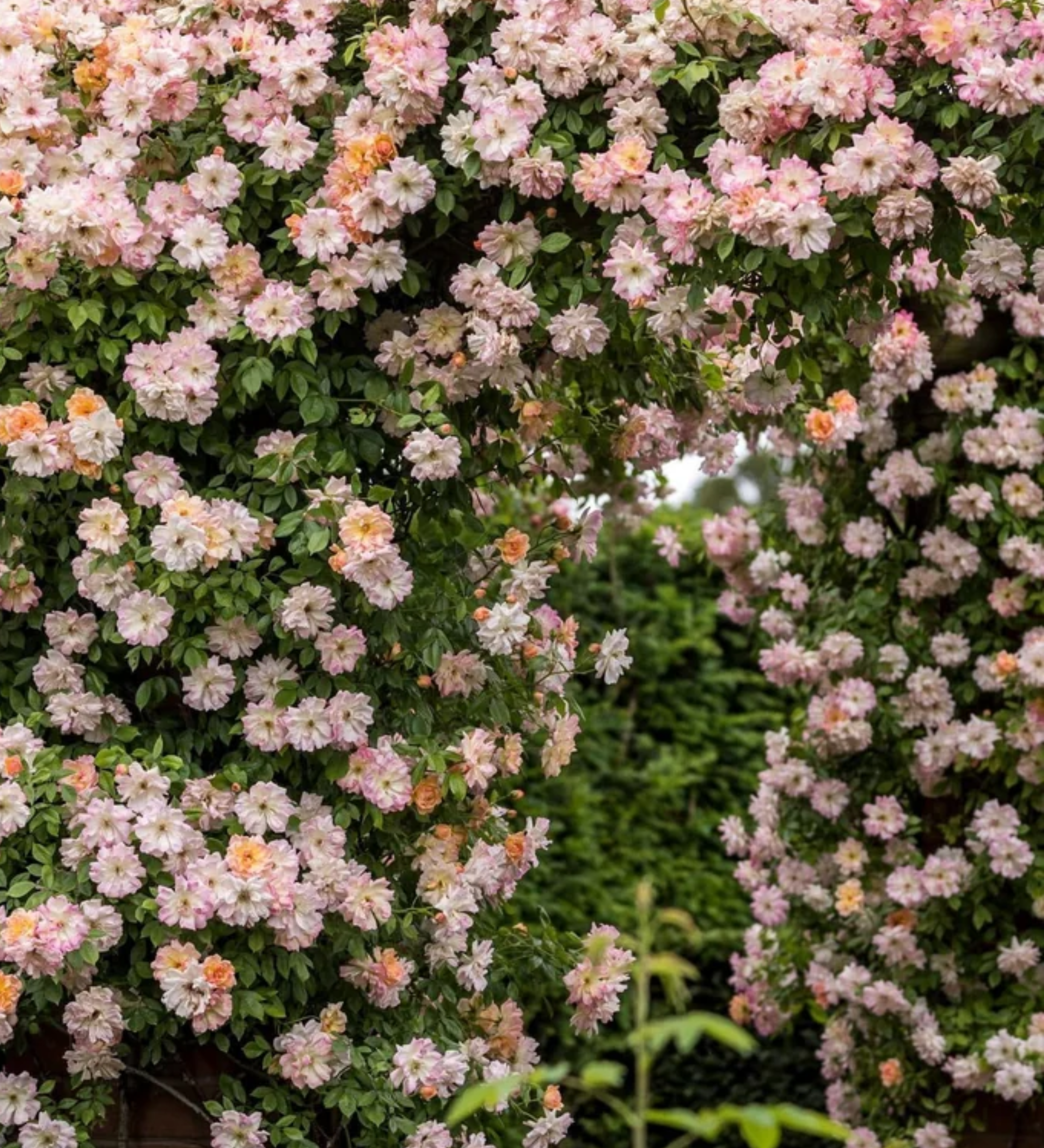 Ontdek onze rozen