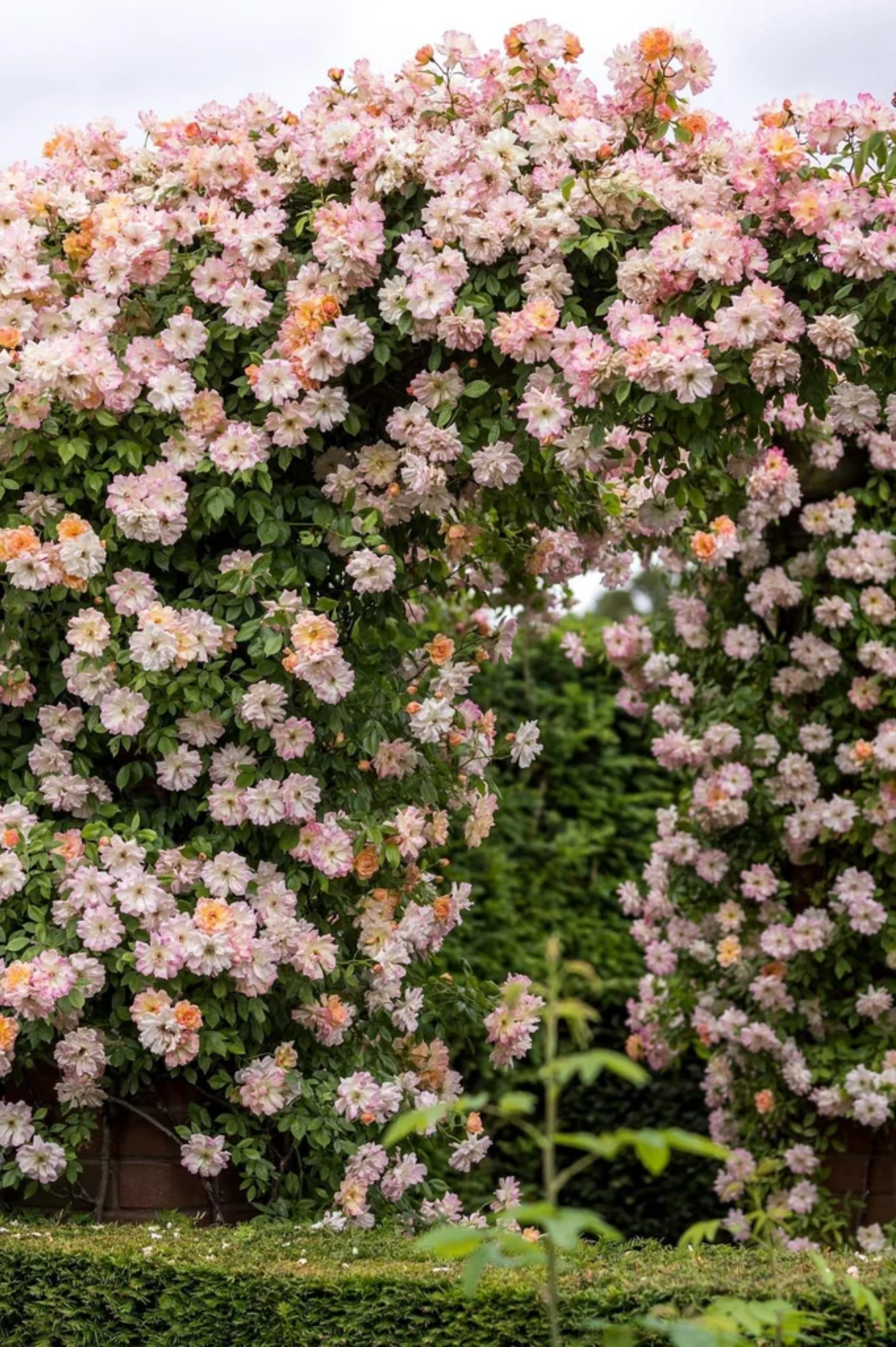 Klimroos 'Phyllis Bide'
