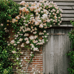 Klimroos 'Phyllis Bide'