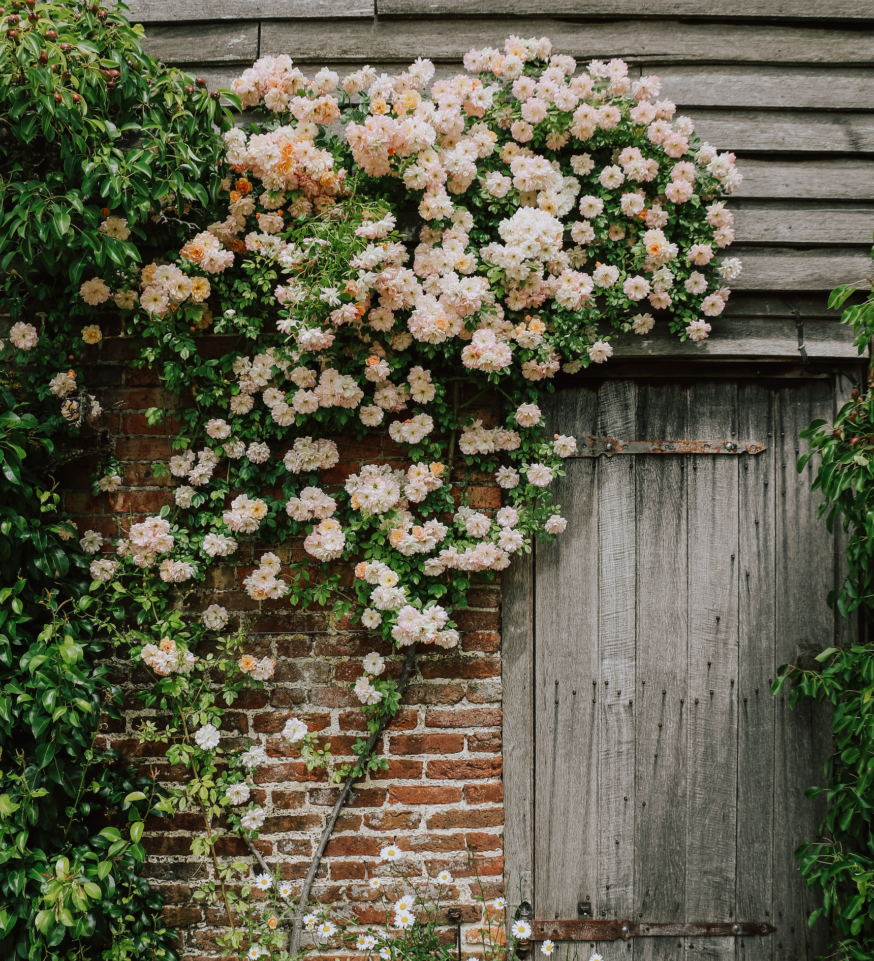 Ontdek onze rozen