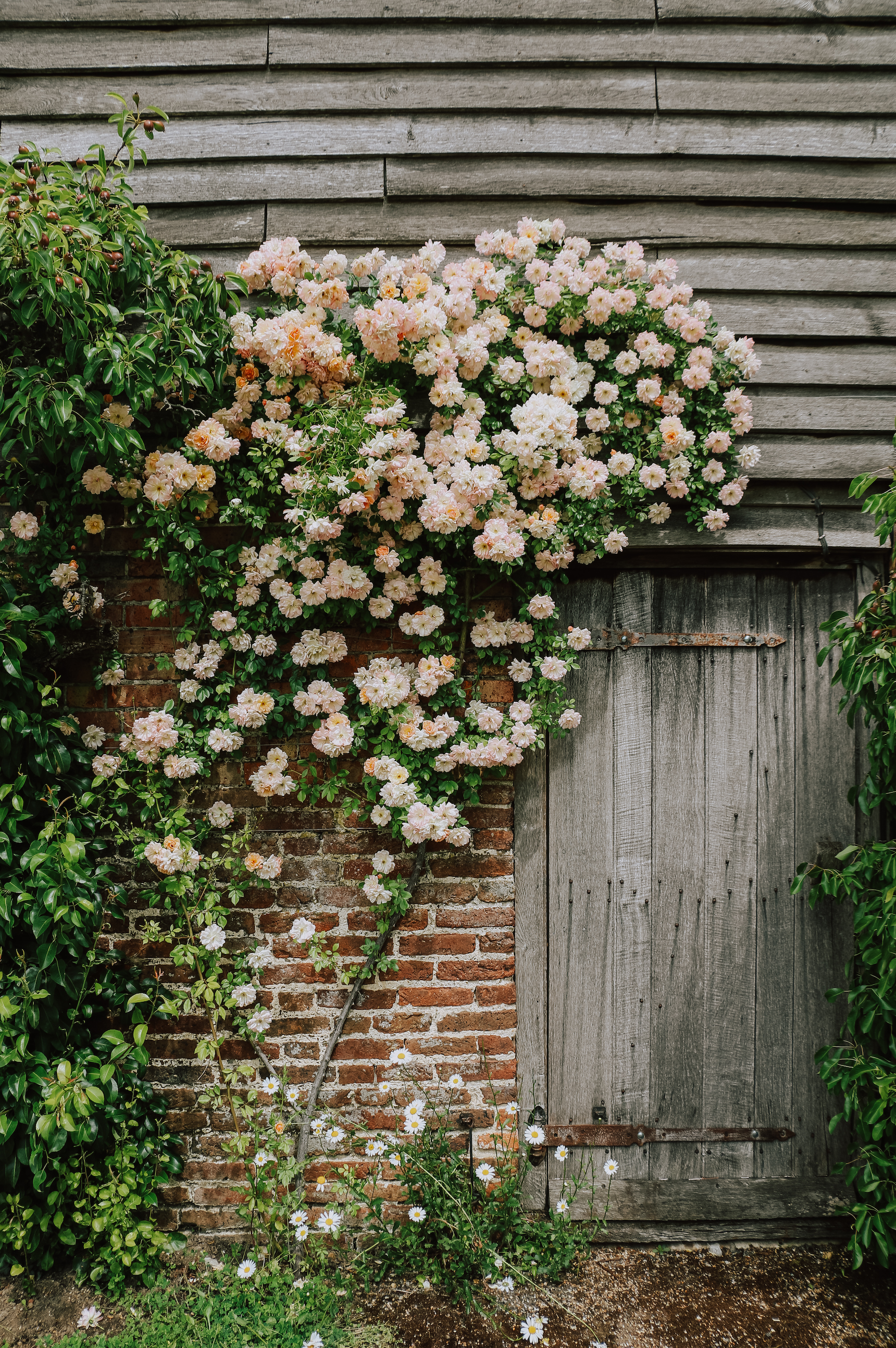 Klimroos 'Phyllis Bide'