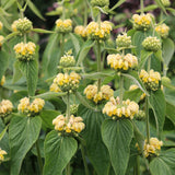 Phlomis russeliana