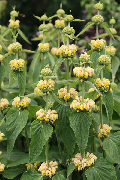 Phlomis russeliana