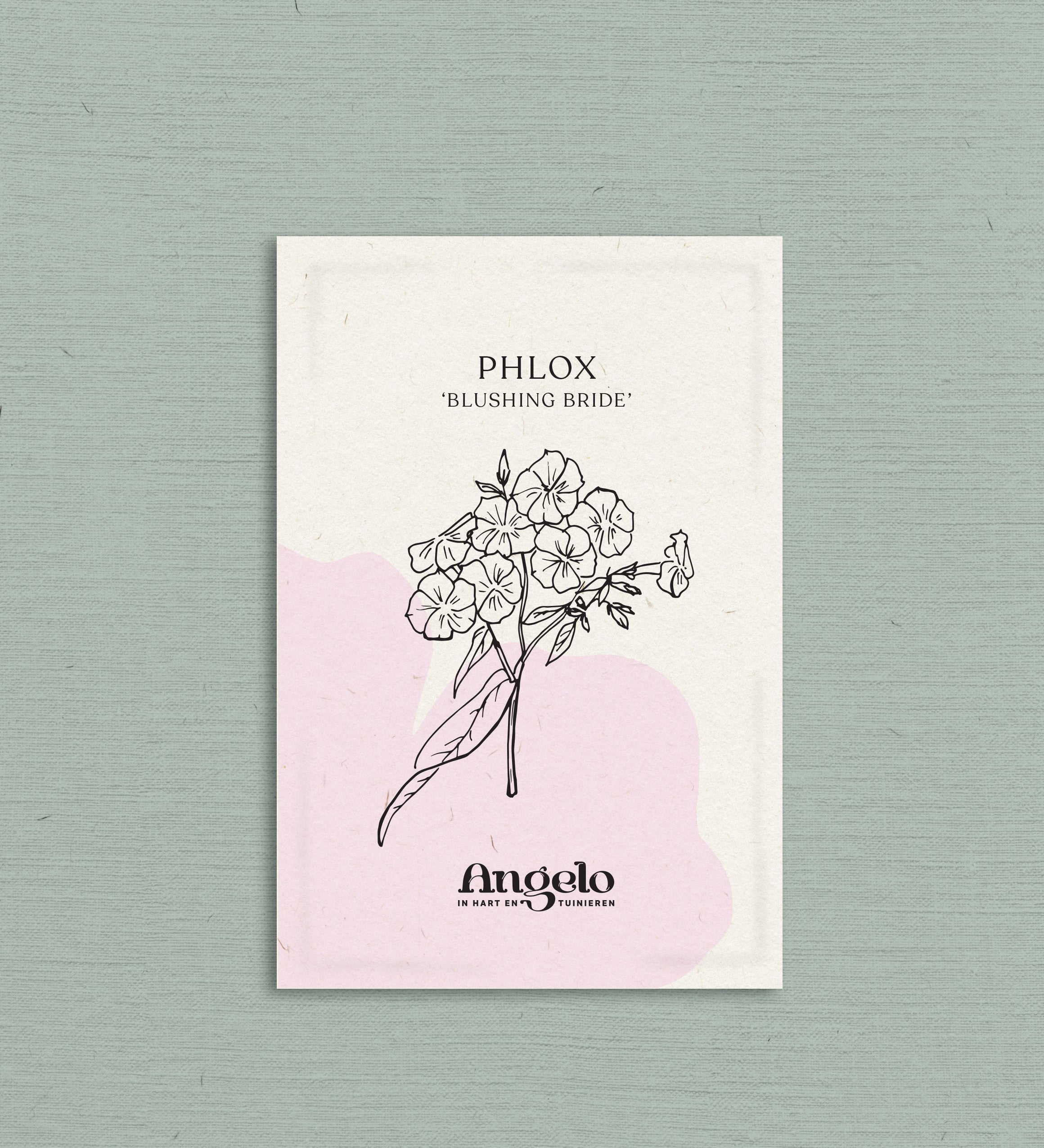 Phlox drummondii 'Blushing Bride'-Angelo