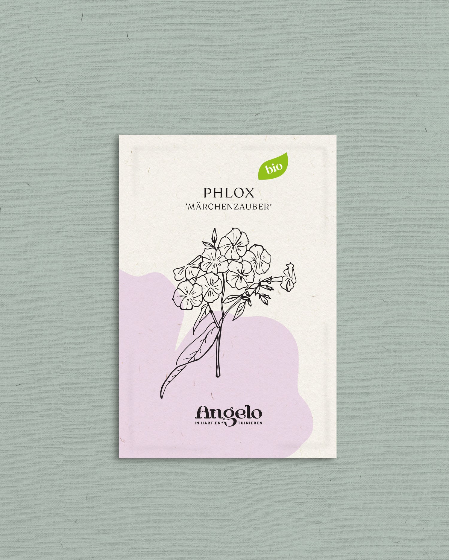 Phlox drummondii &