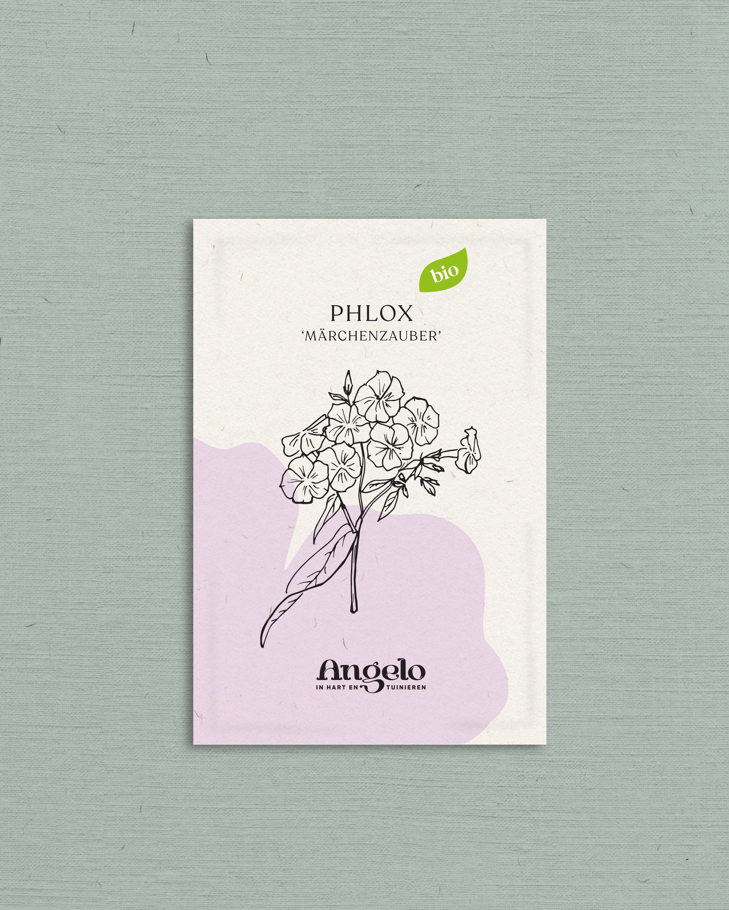 Phlox drummondii &