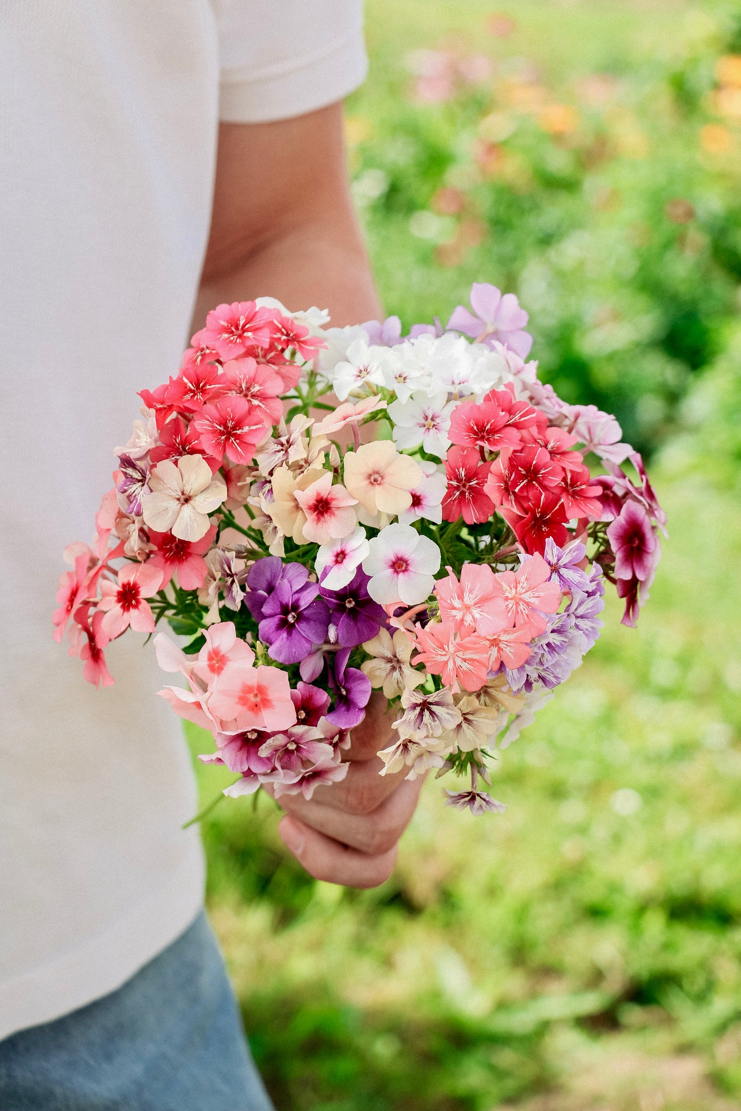 Phlox drummondii &