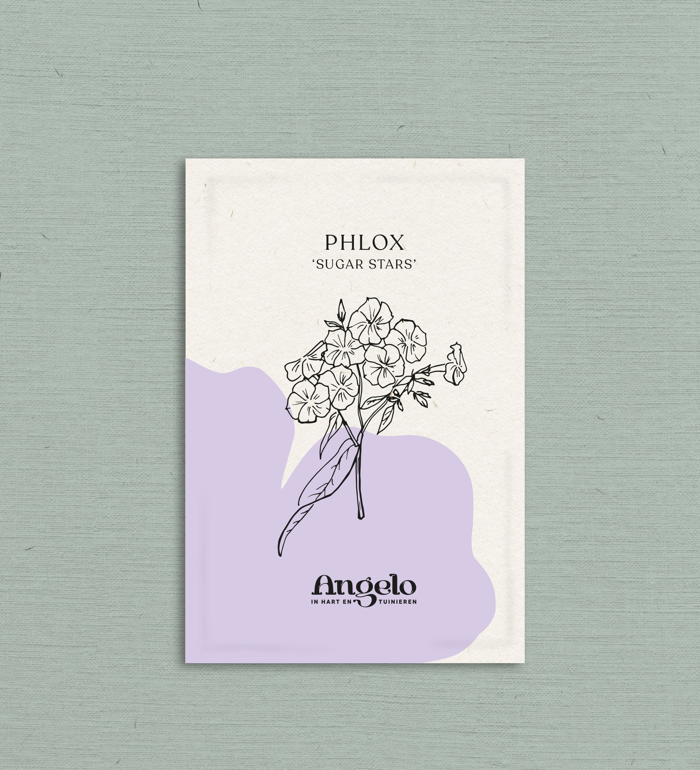 PHLOX drummondii 'Sugar Stars'-Angelo