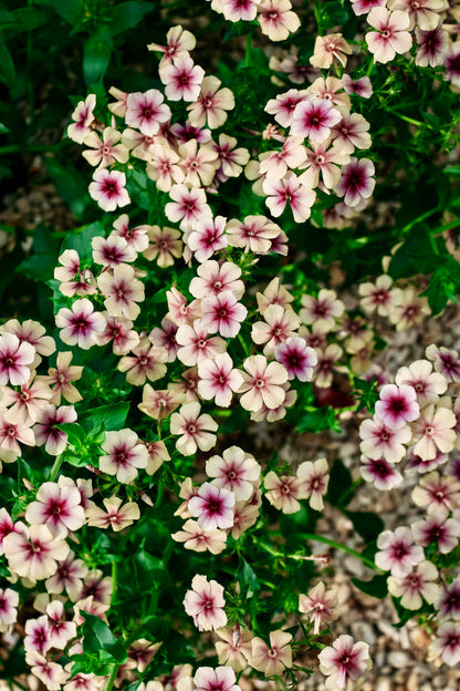 PHLOX drummondii &