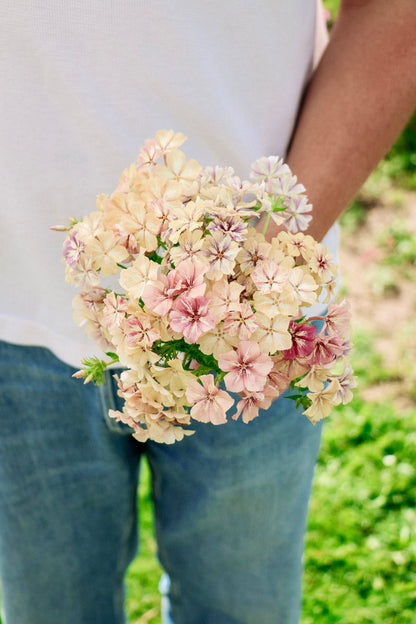 Phlox drummondii &