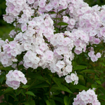 Phlox paniculata 'Monica Lynden-Bell'