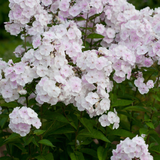 Phlox paniculata 'Monica Lynden-Bell'