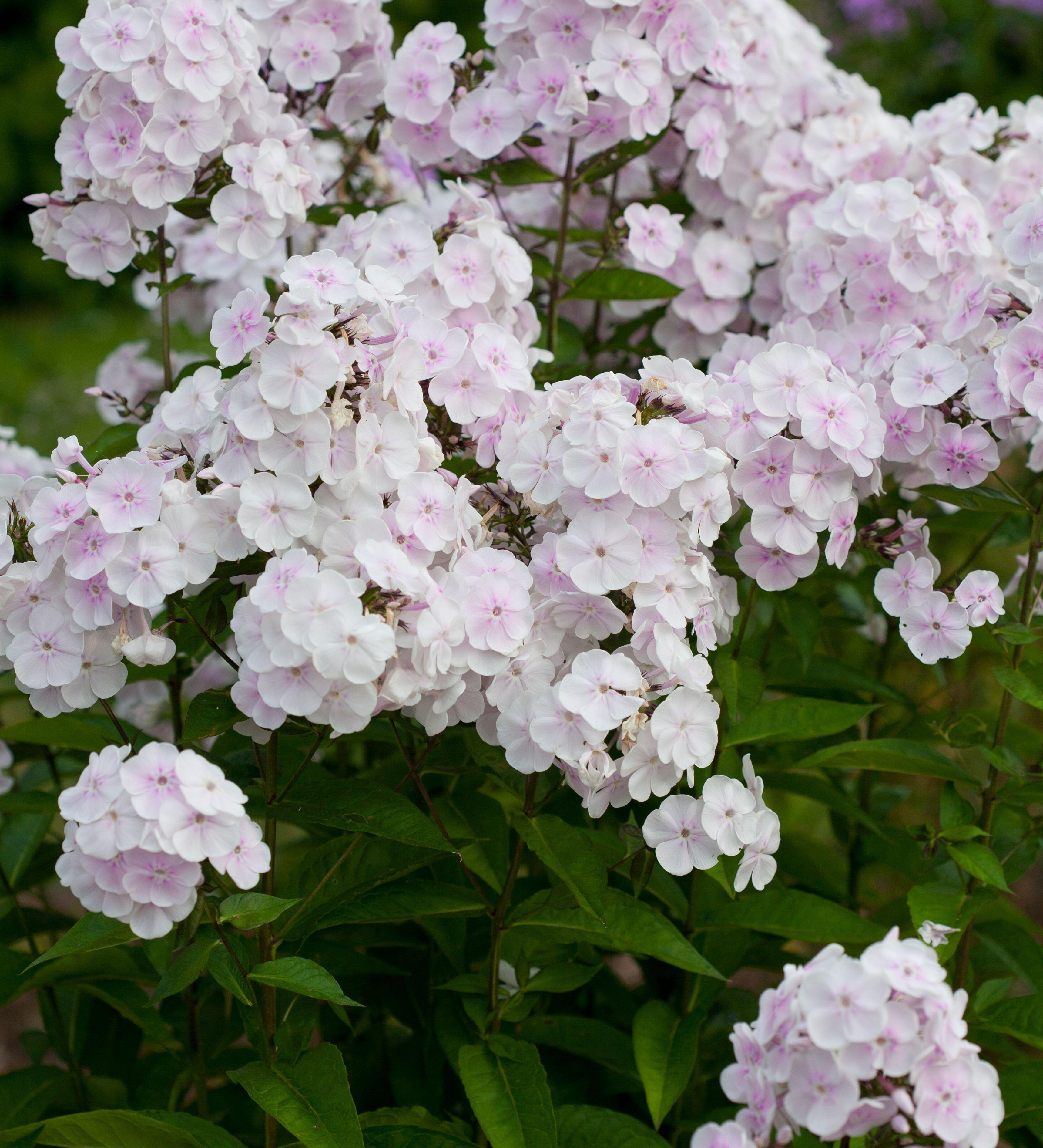 Phlox paniculata 'Monica Lynden-Bell'