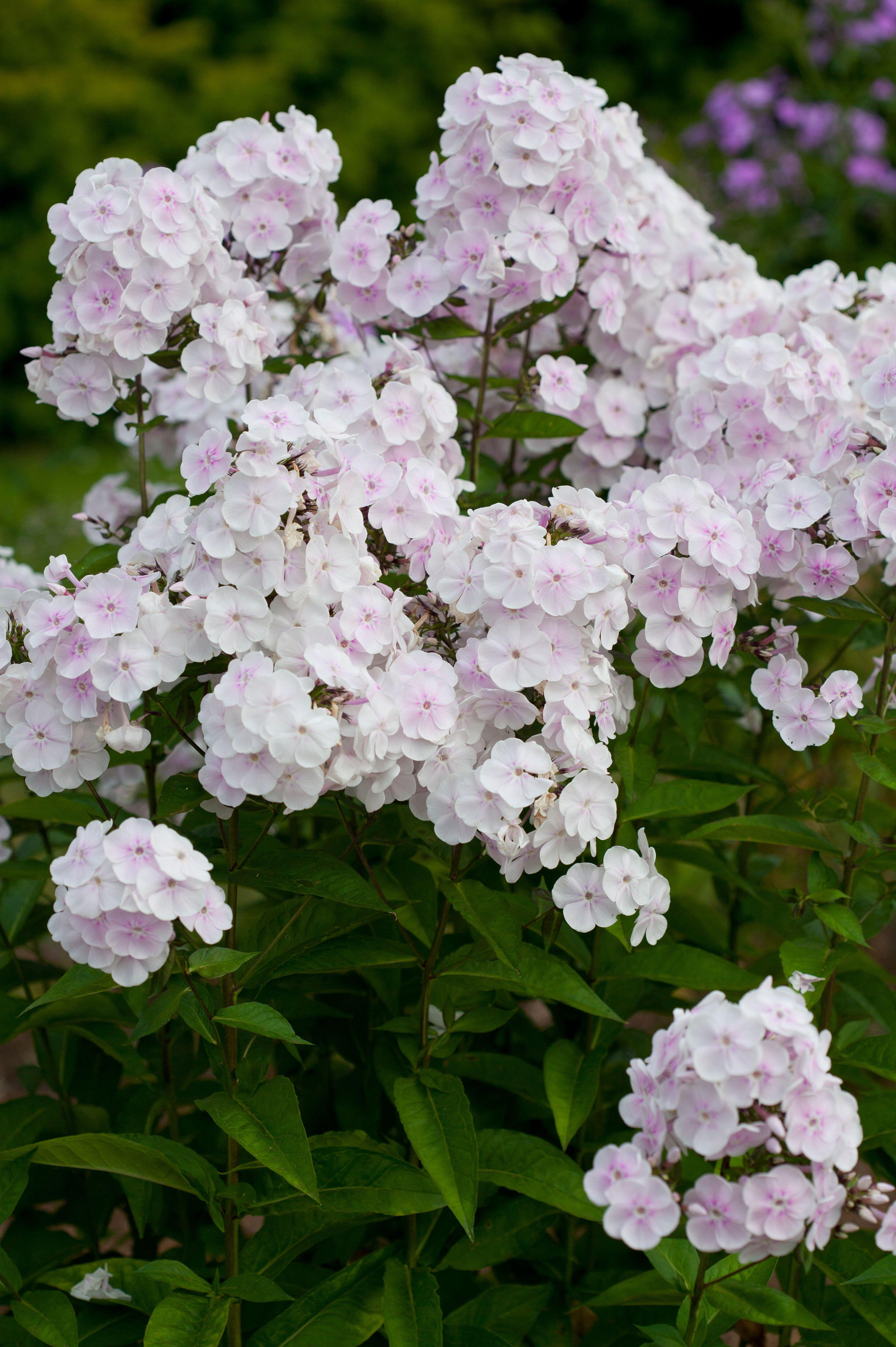 Phlox paniculata 'Monica Lynden-Bell'