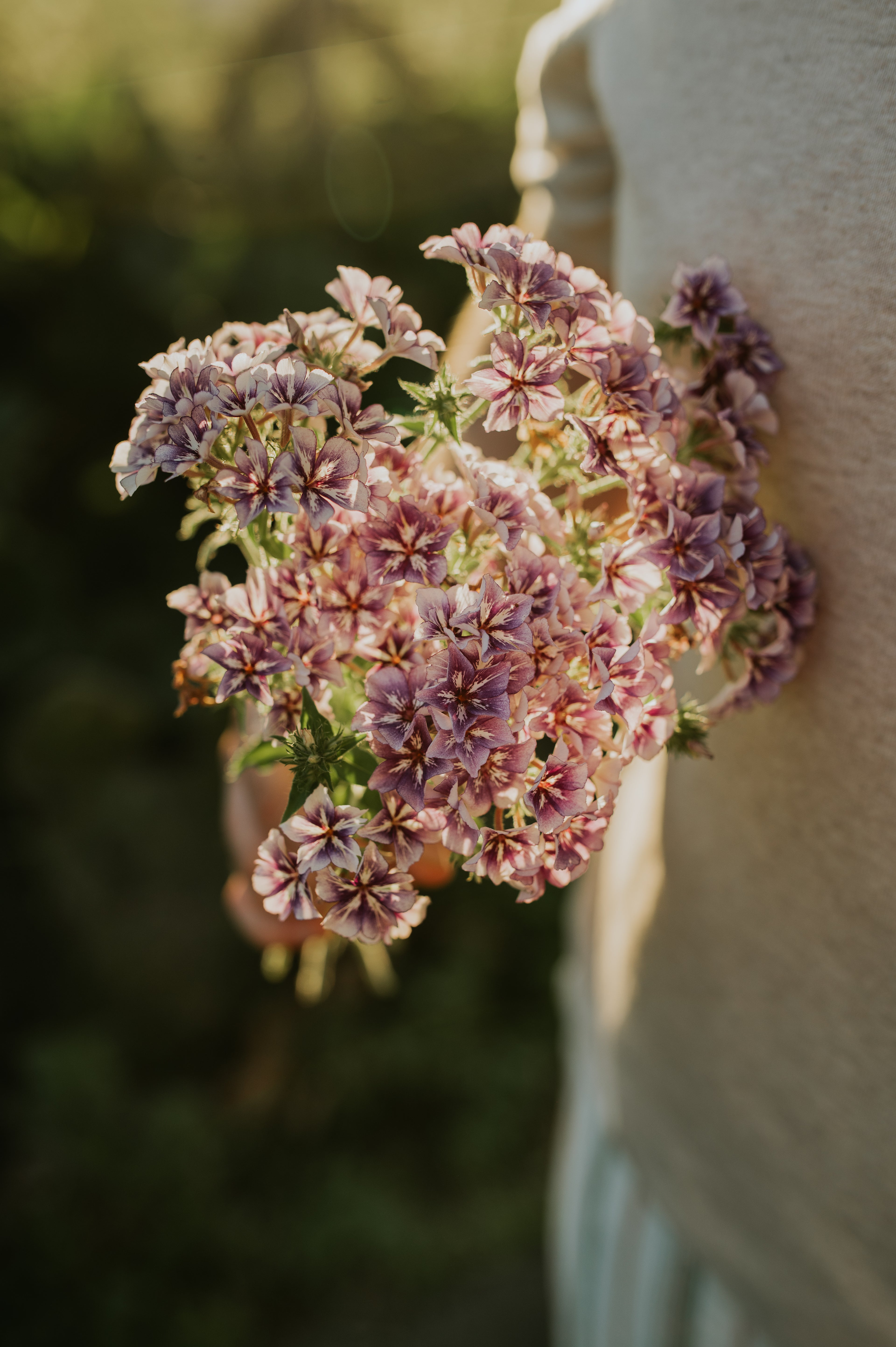 PHLOX drummondii &