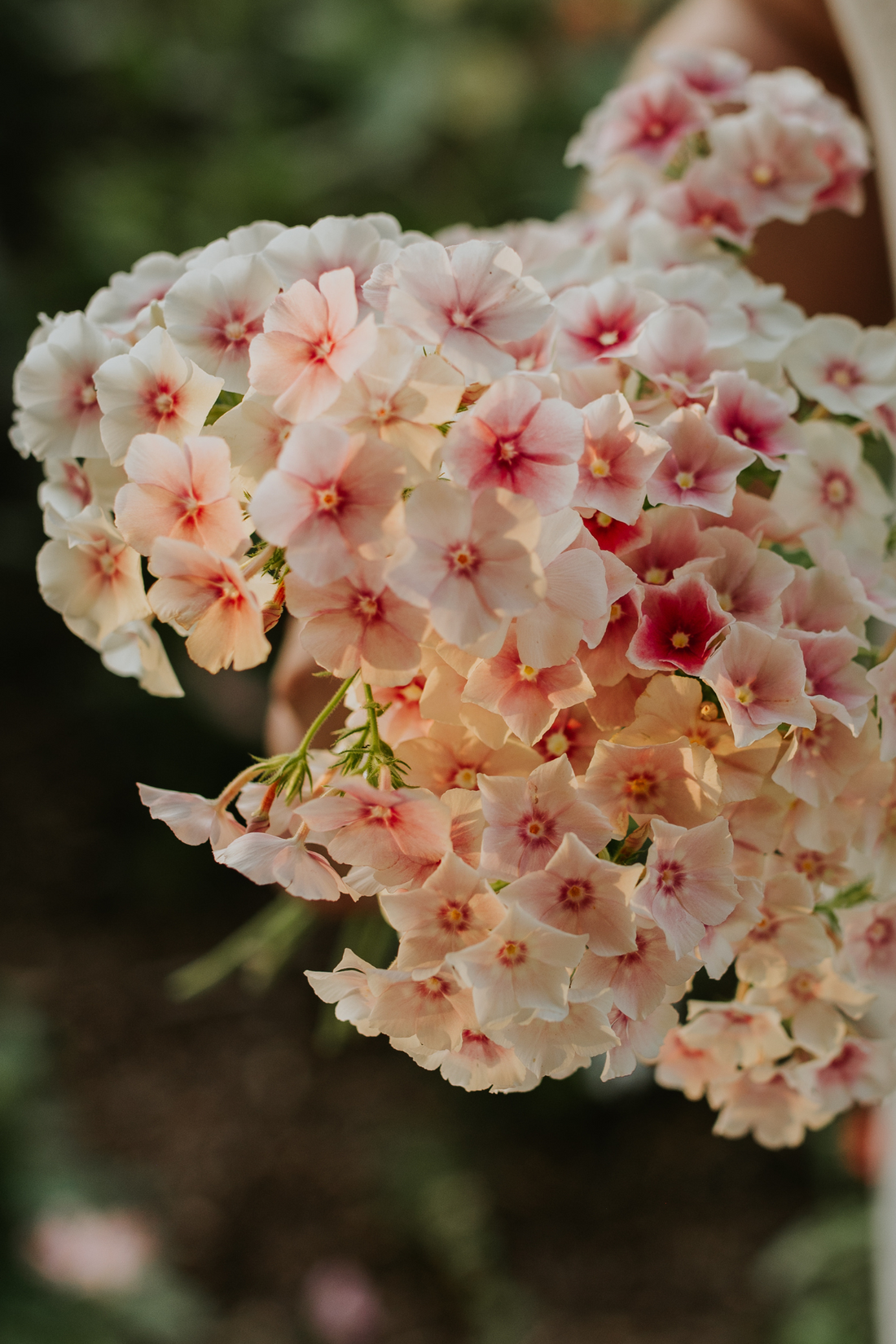 Phlox drummondii &