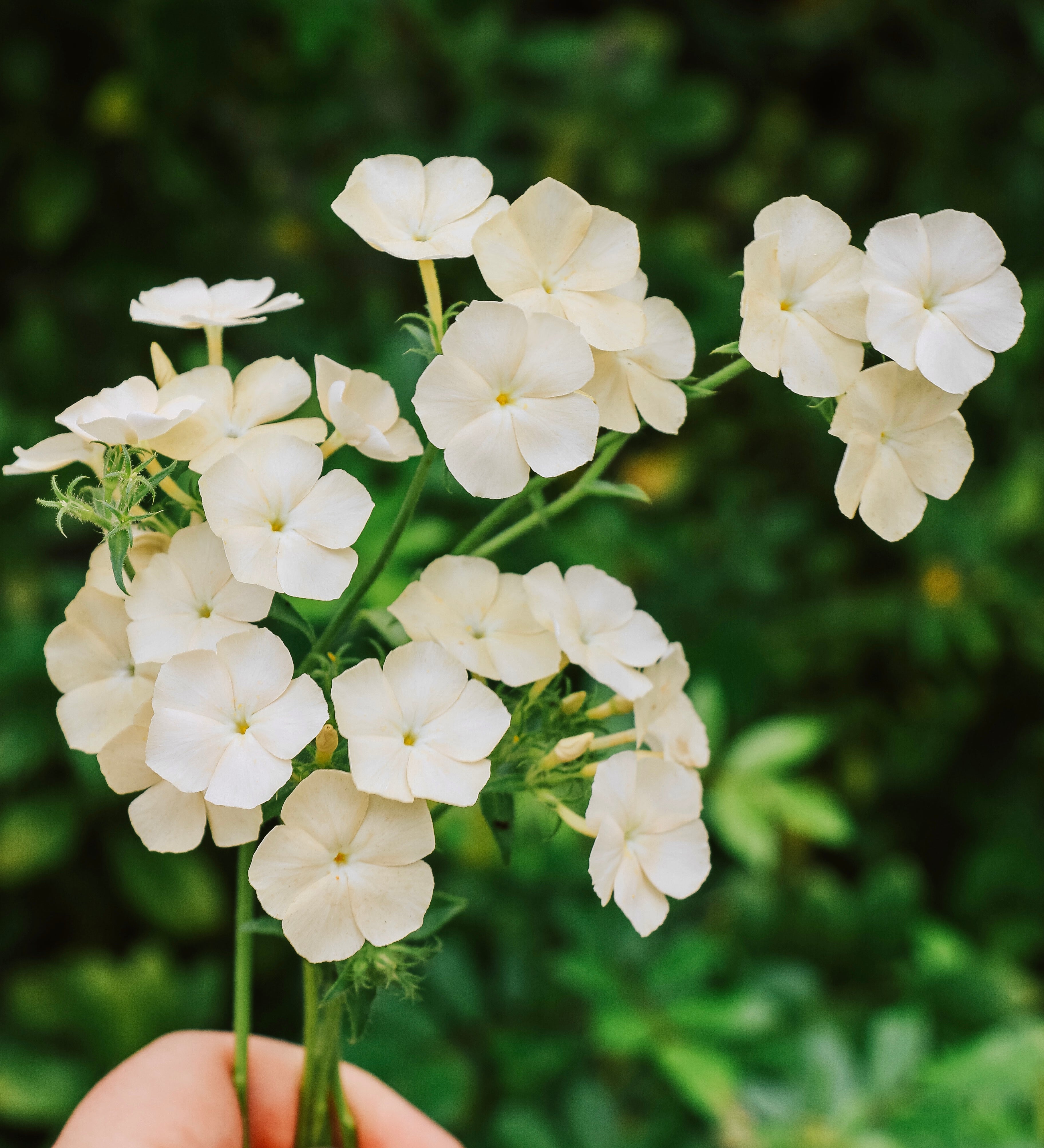 Phlox drummondii 'Isabellina'-Angelo