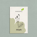 Pimpernel-Angelo