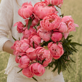 Pioen 'Coral Charm'