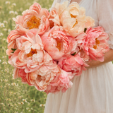 Pioen 'Coral Sunset'