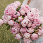 Pioen 'Sarah Bernhardt'