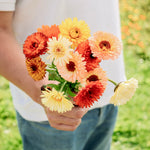 Calendula officinalis 'Double mix'-Angelo