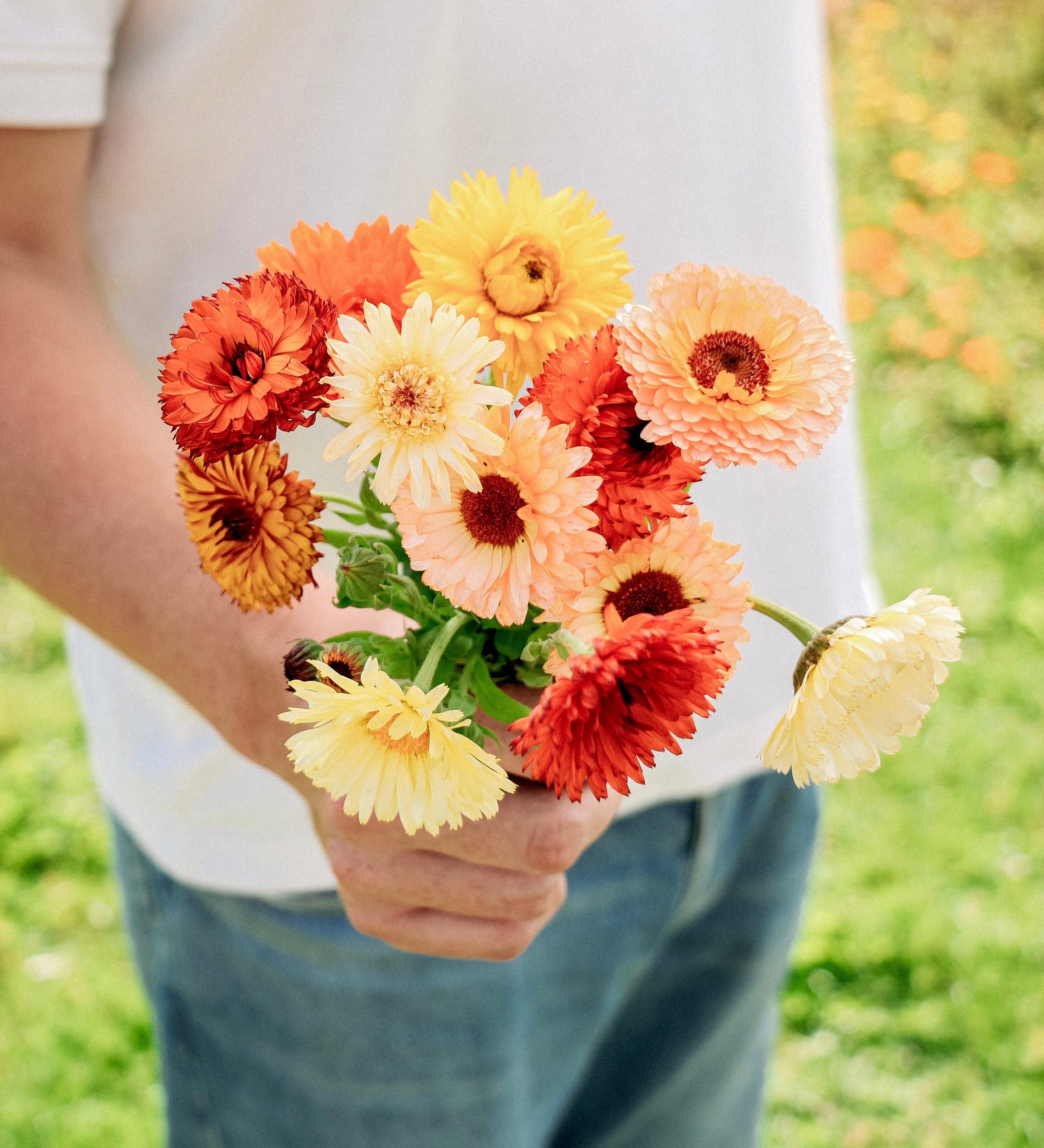 Calendula officinalis 'Double mix'-Angelo