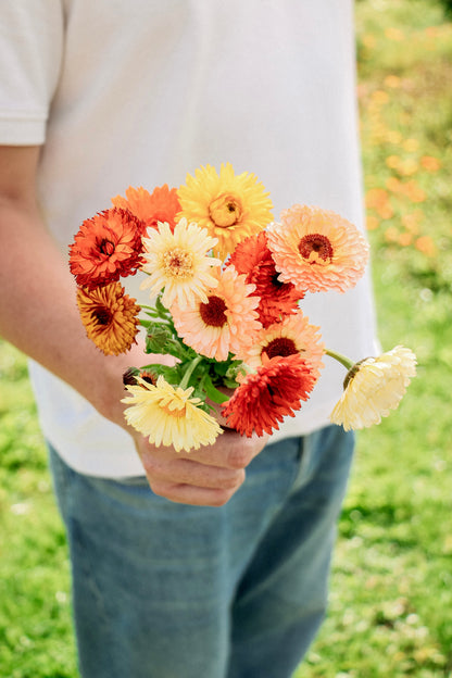 Calendula officinalis &