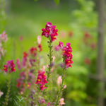 Antirrhinum majus 'Tall Mixture'-Angelo