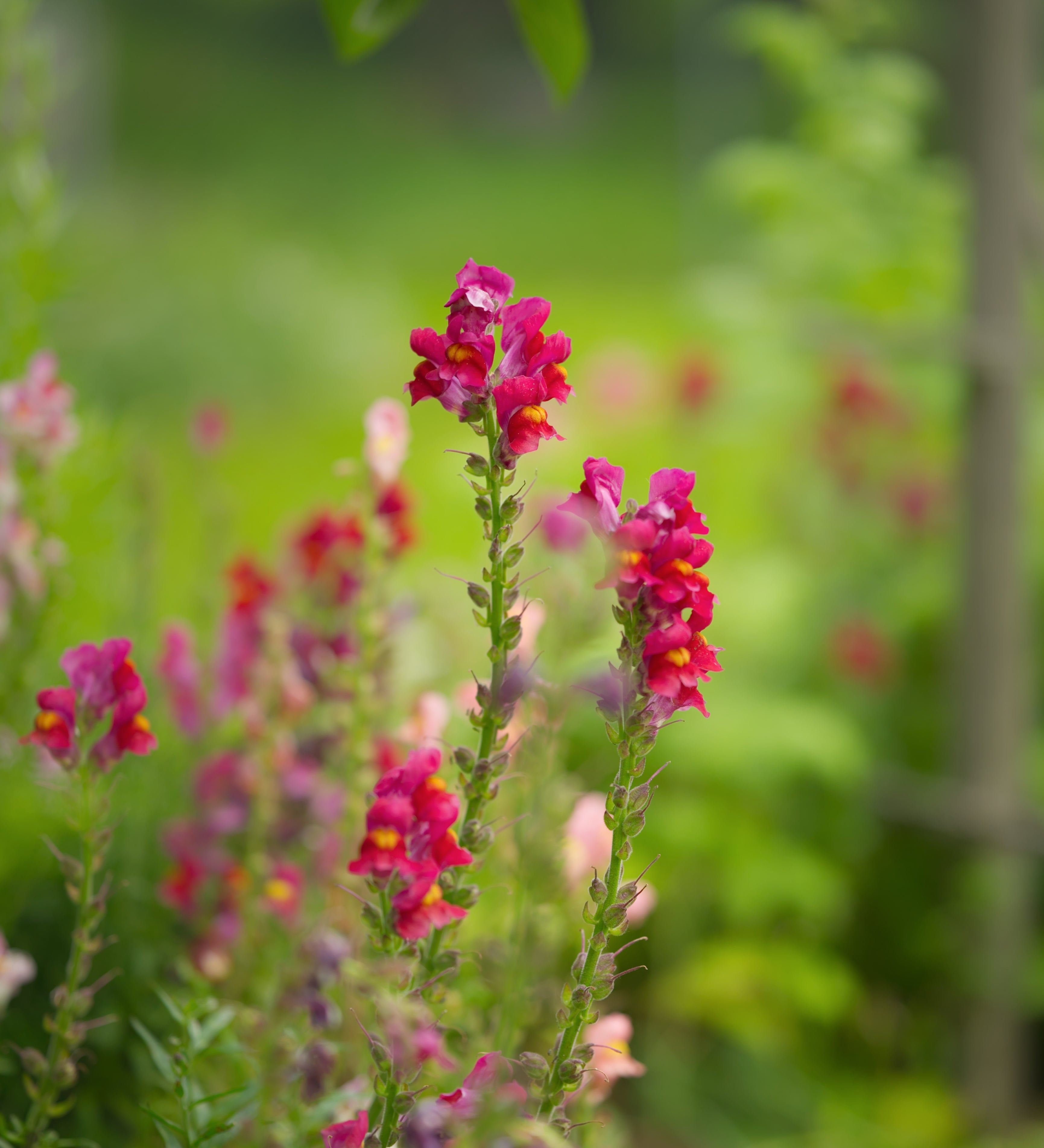 Antirrhinum majus 'Tall Mixture'-Angelo