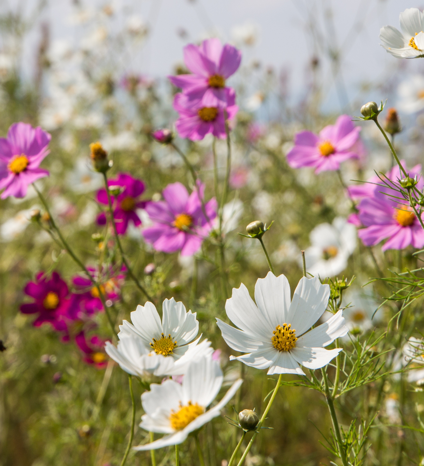 Cosmos bipinnatus 'Sensation Mixture'-Angelo